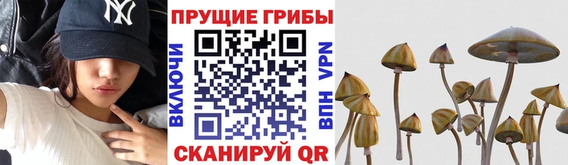 MEGA ONION Судогда Галлюциногенные грибы ЛСД купить наркотик